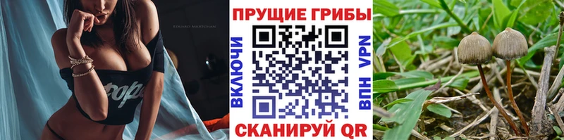 Галлюциногенные грибы Psilocybe  Полярный 